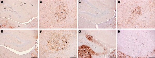 Immunohistochemical analysis of brains of host-encoded prion protein (PrP)-a mice (RIII) inoculated with (A and B) fixed material from the goat with suspected bovine spongiform encephalopathy (BSE), (C and D) fixed material from experimental goat BSE, (E and F) unfixed material from experimental sheep BSE, and (G and H) fixed material from experimental goat scrapie. No PrPSc was detected in the molecular layer of the dentate gyrus in the suspected case (A) and the BSE controls (C and E); in the 