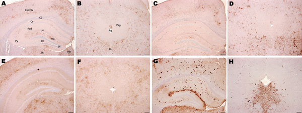 Immunohistochemical analysis of brains of host-encoded prion protein (PrP)-b mice (VM) inoculated with (A and B) fixed material from the goat with suspected case, (C and D) fixed material from experimental goat bovine spongiform encephalopathy (BSE), (E and F) unfixed material from experimental sheep BSE, and (G and H) fixed material from experimental goat scrapie. In thalamus, cerebral cortex, and hippocampus the suspected case (A) and the BSE controls (C and E) showed mainly granular PrPSc dep