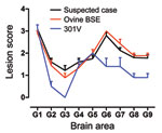 Thumbnail of Lesion profiles from VM mice after second passage of the suspected case, serial passage of an ovine bovine spongiform encephalopathy (BSE) source, and a 301V control. Profiles were made on the basis of the lesion score, which is the quantification of transmissible spongiform encephalopathy–specific vacuolation in 9 neuroanatomical gray matter areas: G1, dorsal medulla nuclei; G2, cerebellar cortex of the folia including the granular layer, adjacent to the fourth ventricle; G3, corte