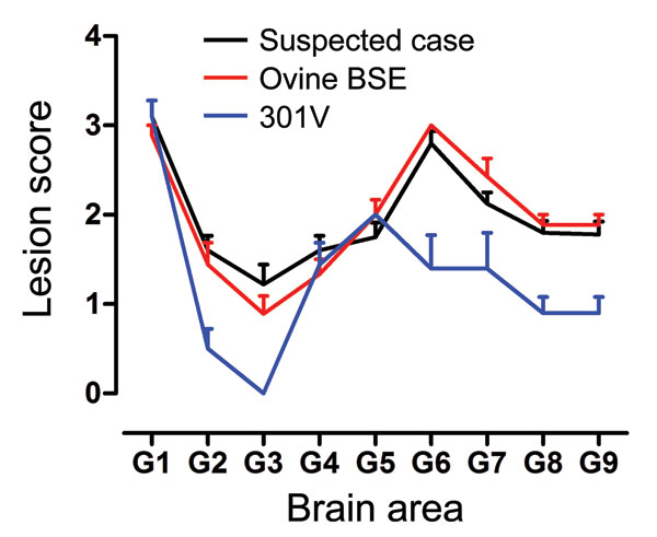 Lesion profiles from VM mice after second passage of the suspected case, serial passage of an ovine bovine spongiform encephalopathy (BSE) source, and a 301V control. Profiles were made on the basis of the lesion score, which is the quantification of transmissible spongiform encephalopathy–specific vacuolation in 9 neuroanatomical gray matter areas: G1, dorsal medulla nuclei; G2, cerebellar cortex of the folia including the granular layer, adjacent to the fourth ventricle; G3, cortex of the supe
