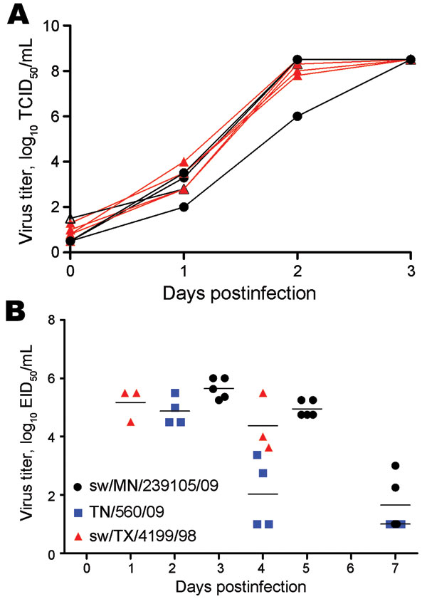 Replication of North American reassortant and endemic swine influenza viruses on swine testicle (ST) cells and in ferrets. A) The growth of 6 endemic swine viruses and 3 reassortant viruses (sw/MN/239105/09, sw/MN/239106/10, and sw/NC/239108/10) from 2009–2010 were analyzed in vitro. One curve corresponds to 1 isolate. Black lines and symbols indicate swine pandemic influenza reassortant viruses; red lines and symbols indicate swine triple reassortant (TR) influenza viruses. The progeny viruses