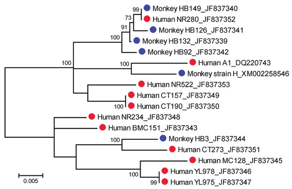 Maximum-likelihood tree inferred from the complete merozoite surface protein 1 gene sequences of Plasmodium knowlesi from humans (red circles) and macaques (blue circles). The tree is drawn to scale, and branch lengths are measured in number of substitutions per site by using MEGA version 5.01 (14). Bootstrap values &gt;50% from 1,000 iterations are shown. Human isolates are from the following provinces: Narathiwat (NR280, NR234, and NR522); Yala (YL975 and YL978); Chantaburi (CT157, CT190, and