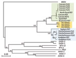 Thumbnail of Phylogeny of equine encephalosis virus (EEV) segment 10 (nonstructural protein 3 gene) isolated from horses in Israel in 2009. The phylogenic tree was constructed by using the neighbor-joining method and bootstrapped with 100 replicates. Branch lengths are indicative of the genetic distances between sequences. Other orbiviruses were included for reference, with Broadhaven virus (BRDV) selected as the outgroup. The 3 suggested EEV clusters are marked green (cluster A), blue (cluster