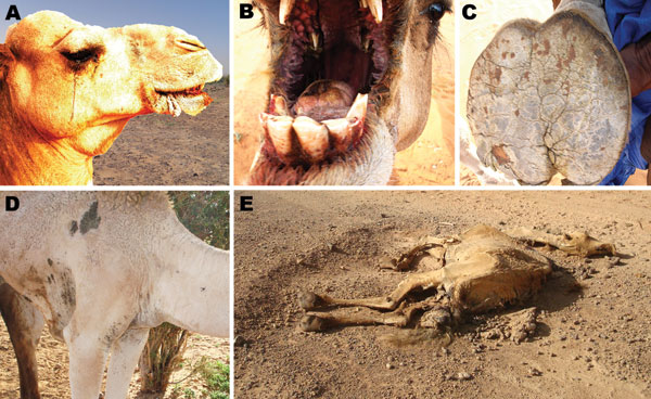 Observed clinical symptoms of Rift Valley fever in camels during field investigation in the Adrar region, northern Mauritania. A) Conjunctivitis and ocular discharge, hemorrhages of the gums, and edema of the trough; B) hemorrhages of gums and tongue; C) foot lesions (cracks in the sole) with secondary myasis; D) edema at the base of the neck; E) dead camel with sign of abortion, convulsions, and arching of the neck.