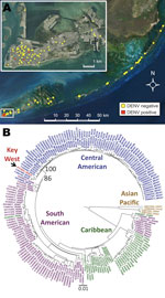 Thumbnail of A) Mosquito collection locations, Key West, Florida, USA, January 27–December 17, 2010. Inset shows Key West. Red squares indicate locations of dengue virus serotype 1 (DENV-1)–positive mosquito pools. Yellow circles indicate locations of negative mosquito pools. The longitude and latitude of Key West are 24°33′20.53′′ N, 81°46′57.33′′W. B) Maximum-likelihood phylogenetic tree of the 1,484-nt envelope gene region from American DENV-1 isolates. Sequences are labeled with GenBank acce