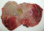 Thumbnail of View of the mucosal surface of the dissected stomach showing representative gross lesions after oral inoculation of a wild boar with 106 median tissue culture infectious dose of an African swine fever virus isolate from Armenia (experiment at the Friedrich-Loeffler-Institut). The image illustrates acute gastritis; note diffuse mucosal hemorrhages affecting a large part of the mucosa. The animal died on day 7 postinfection.