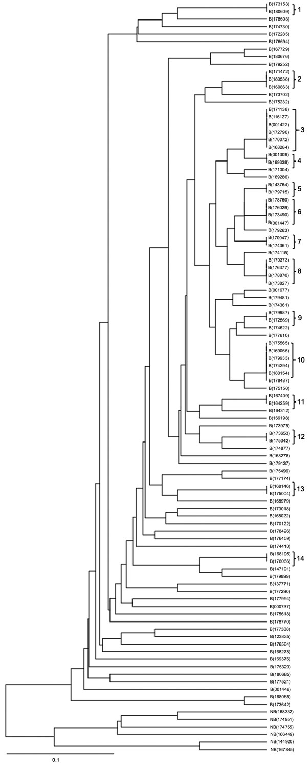 Dendrogram of 100 multidrug-resistant tuberculosis cases analyzed by using the RD105 deletion test and the MIRU-VNTR method. RD, region of difference; MIRU-VNTR, mycobacterial interspersed repetitive unit–variable number of tandem repeats; B, Beijing family; NB, no Beijing family. Scale bar indicates nucleotide substitutions per site.