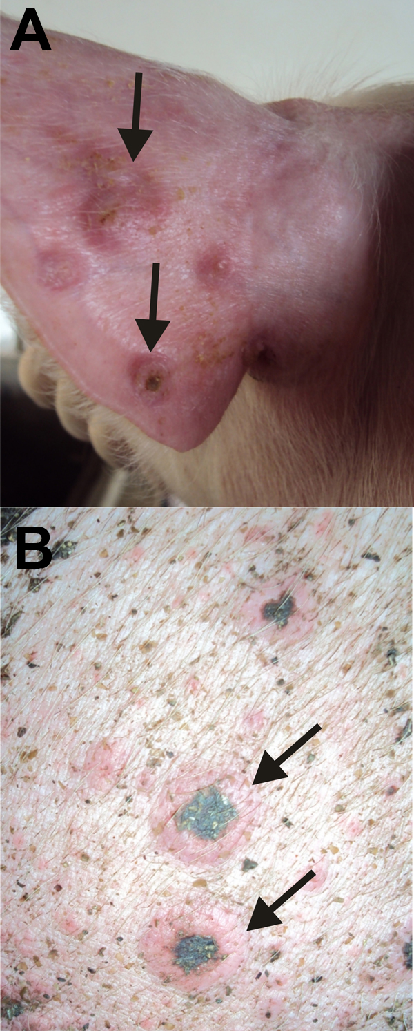 Lesions caused by swinepox virus, Brazil, 2011. A) Ear of a piglet in the nursery unit. Arrows indicate vesicles filled with pustular fluid. B) Trunk of a pig in the finishing unit. Arrows indicate umbilicated red lesions with black scabs in the center.