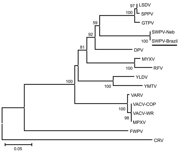 Phylogenetic tree based on the predicted amino acid sequences of fragments of the DNA polymerase, DNA topoisomerase, and viral late transcription factor-3 of the clinical isolate (GenBank accession nos. JF770341, JF770342, and JF770343) and 15 poxviruses. Sequences were aligned by ClustalX version 1.81 (www.clustal.org), and the concatenated alignments were used for phylogeny inference (MEGA4; www.megasoftware.net) opting for the neighbor-joining method and Poisson correction. We computed 1,500 