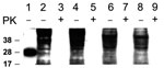 Thumbnail of Western blot of recombinant prion protein (PrP) 5 ng (lane 1), CHO cells (lanes 2–5) and Vero cell (lanes 6–9). Cells exposed to normal bovine brain and passaged 30 times (lanes 2, 3, 6, 7). Cells exposed to bovine spongiform encephalopathy agent and passaged 30 times (lanes 4, 5, 8, 9). Total PrP (cell extracts without proteinase K [PK] digestion) are shown in lanes 2, 4, 6, 8; cell extracts treated with PK are shown in lanes 3, 5, 7, 9. Western blots were probed with PrP monoclona