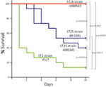 Thumbnail of Survival of CD1 mice inoculated with Streptococcus suis strains of different sequence types (STs). Most animals that received the ST1 strain P1/7 died from septicemia during the first 3 days of the trial. Several animals in this group died from meningitis from day 6 postinfection. Two groups of mice received ST25 strains 89–1591 and 1085543, respectively. Survival of mice in these 2 groups was higher than in the group that received the ST1 strain. However, &gt;40% of the animals in 