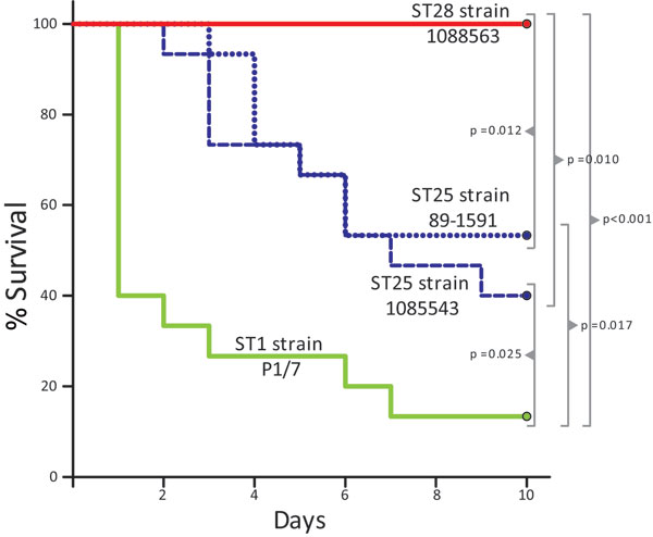 Survival of CD1 mice inoculated with Streptococcus suis strains of different sequence types (STs). Most animals that received the ST1 strain P1/7 died from septicemia during the first 3 days of the trial. Several animals in this group died from meningitis from day 6 postinfection. Two groups of mice received ST25 strains 89–1591 and 1085543, respectively. Survival of mice in these 2 groups was higher than in the group that received the ST1 strain. However, &gt;40% of the animals in the 89–1591 g