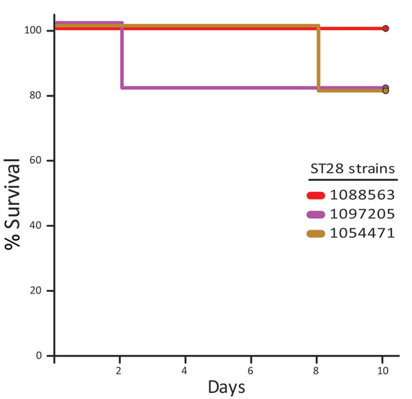 Survival of CD1 mice inoculated with the different Streptococcus suis sequence type 28 strains from North America. In this experiment, the infectious dose was 1 × 108 CFU/animal, 10-fold higher than in the previous experimental inoculation. Doses were intraperitoneally injected into the animals. No significant differences were found between groups.