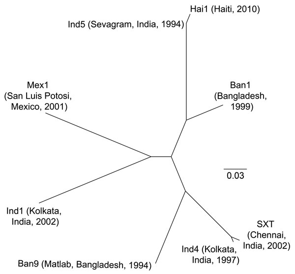 Phylogenetic tree illustrating the genetic relatedness between the Haiti integrating conjugative element (ICE) ICEVchHai1 and other ICEs described in Vibrio cholerae (ICEVchBan1, ICEVchBan9, ICEVchInd1, ICEVchInd4, ICEVchInd5, ICEVchMex1, and SXT). Each ICE is listed by an abbreviated name followed by geographic origin and isolation year of the isolate in this analysis. The sequence of ICEVchHai1 was aligned with the other V. cholerae ICE sequences by using the software Progressive Mauve (http:/