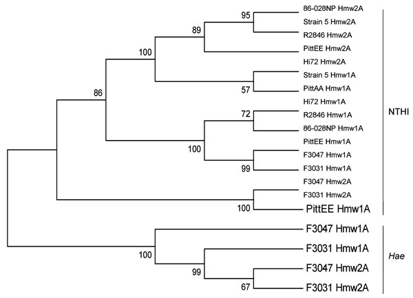 Phylogenetic relatedness of HmwA binding domain. Neighbor-joining tree based on the predicted binding domain of the HmwA adhesins from the indicated nontypeable Haemophilus influenzae (NTHI) strains, constructed by using MEGA5.02 (25). Bootstrap confidence values are shown at the branches, based on 1,000 replications. The population divides into 2 major clusters; HmwA alleles from nontypeable H. influenzae strains are clearly separated from H. influenzae biogroup aegyptius (Hae).