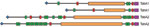 Thumbnail of Domain organization of the Haemophilus influenzae biogroup aegyptius trimeric autotransporter adhesins TabA1/TahA1 and TabA2/TahA2, showing differences in passenger domain sequence motifs. Purple, C-terminal translocator domain; red, hemagglutinin domains; green, Hap_Hag domains; orange, degenerate repeats; blue, N terminal signal peptide.