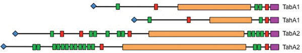 Domain organization of the Haemophilus influenzae biogroup aegyptius trimeric autotransporter adhesins TabA1/TahA1 and TabA2/TahA2, showing differences in passenger domain sequence motifs. Purple, C-terminal translocator domain; red, hemagglutinin domains; green, Hap_Hag domains; orange, degenerate repeats; blue, N terminal signal peptide.