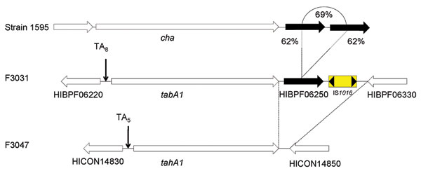 Comparison of the cha locus from Haemophilus cryptic genospecies strain 1595 to the TabA1 locus in the Brazilian purpuric fever (BPF) clone of H. influenzae biogroup aegyptius (HaeBPF) F3031 and the TahA1 locus in H. influenzae biogroup aegyptius (Hae) conjunctivitis (CON) F3047. Strain F3031 includes an additional 2 coding sequences downstream of tabA1, HIBPF06250 and IS1016, that are absent from strain F3047. HIBPF06250 is a conserved hypothetical protein with homology (62% aa identity) to the