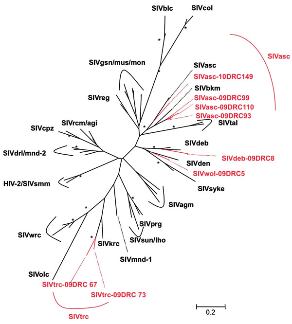 Phylogenetic relationships of the newly derived simian immunodeficiency virus (SIV) sequences in pol to representatives of the other SIV lineages. Newly identified strains in this study are in red and reference strains are in black. Unrooted trees were inferred from 350-bp nucleotides. Analyses were performed by using discrete gamma distribution and a generalized time reversible model. The starting tree was obtained by using phyML (27). One hundred bootstrap replications were performed to assess