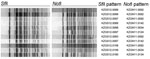 Thumbnail of Pulsed-field gel electrophoresis patterns for Vibrio cholerae isolates from Haiti, 2010–2011.