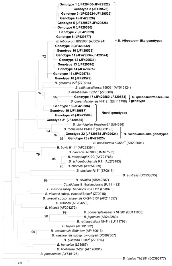 Phylogenetic classification of Bartonella spp. genotypes detected in Rattus norvegicus rats in downtown Los Angeles, California, USA, on the basis of citrate synthase (gltA) gene sequences. The phylogram was constructed by using the neighbor-joining method with the Kimura 2-parameter distance model. Only bootstrap values &gt;70% obtained from 1,000 replicates are given. GenBank accession numbers for reference sequences are indicated in parentheses. Scale bar indicates nucleotide substitutions pe
