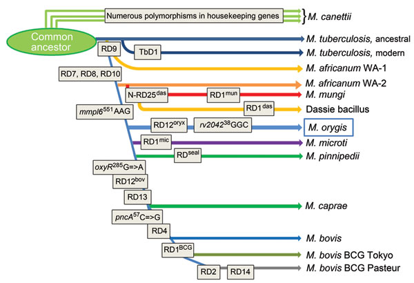 Updated phylogeny of the Mycobacterium tuberculosis complex based on the findings of Brosch et al. (2). Combined findings place Mycobacterium orygis at a distinct phylogenetic position between the M. africanum/dassie bacillus/M. mungi cluster and M. microti.