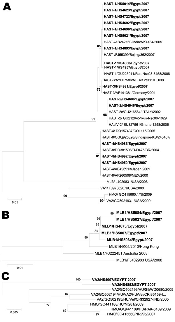 A) Phylogenetic analysis of the partial amino acid sequences of the open reading frame (ORF) 2 capsid region of human astrovirus (HAstV) types I–VIII (using Mon primer) with other sequences from GenBank. B, C) Phylogenetic trees based on partial nucleotide sequences of MLB1 ORF2 (B) and ORF1b (VA2) (C). Egyptian isolates are shown in boldface. Sequence alignment was performed by using ClustalW in the BioEdit software package (www.clustal.org). Dendrograms were constructed by using the neighbor-j