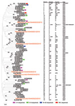 Thumbnail of Neighbor-joining (Jukes-Cantor model) phylogenetic tree of an ≈165-bp fragment of the genogroup I picobirnavirus RNA-dependent RNA polymerase gene from known human, porcine, and wastewater genogroup I picobirnaviruses and newly characterized porcine respiratory genogroup I picobirnaviruses (sequences are available on request). Each branch represents a sequence or group of sequences (95% identical with gaps) depending upon the presence of a colored block. Every branch corresponds to 