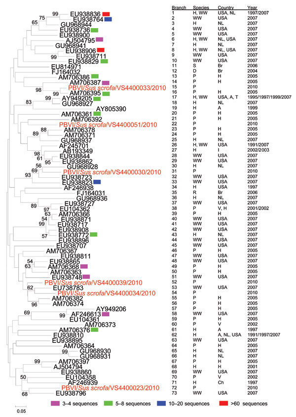 Neighbor-joining (Jukes-Cantor model) phylogenetic tree of an ≈165-bp fragment of the genogroup I picobirnavirus RNA-dependent RNA polymerase gene from known human, porcine, and wastewater genogroup I picobirnaviruses and newly characterized porcine respiratory genogroup I picobirnaviruses (sequences are available on request). Each branch represents a sequence or group of sequences (95% identical with gaps) depending upon the presence of a colored block. Every branch corresponds to the adjacent 