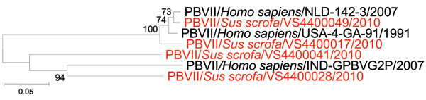 Phylogenetic analysis of genogroup II picobirnaviruses. Neighbor-joining (Jukes-Cantor model) phylogenetic tree of an ≈339-bp fragment (reference strain 4-GA-91 (9) of the picobirnavirus genogroup II RNA-dependent RNA polymerase gene from known human picobirnaviruses and newly characterized porcine picobirnaviruses in this study (JN176312–315, shown in red). Significant bootstrap values are shown. Nomenclature of depicted viruses is according to recent proposals (7). PBVII/Homo sapiens/USA-4-GA-