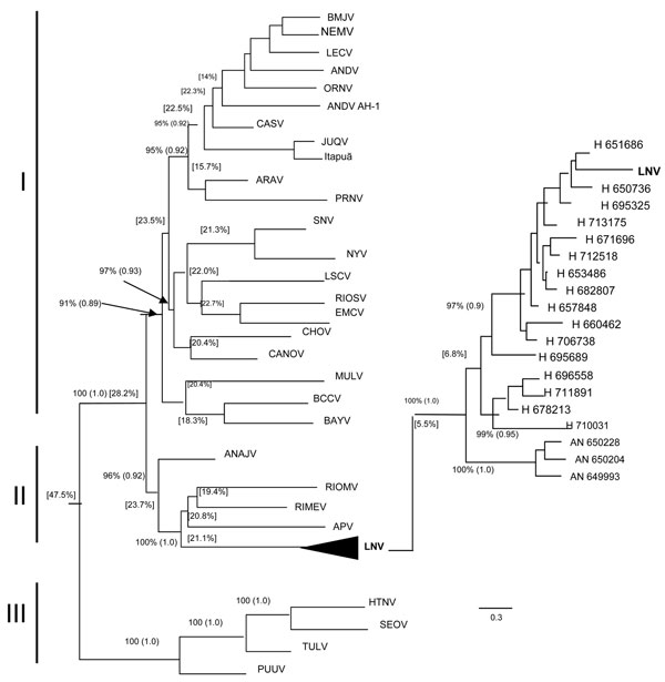 Phylogenetic comparison of the partial nucleotide sequences of nucleoprotein (N) gene of the small (S) RNA segment of different hantavirus strains from the Old World and New World by using the maximum-likelihood method and Bayesian analysis (A), and detail (B) of the phylogenetic relationship between LNV strains isolated from humans and rodents in the state of Mato Grosso, Brazil. Bootstrap and Bayesian values (within parentheses) are shown for each respective knot. The arrows indicate the exact