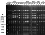 Thumbnail of Pulsed-field gel electrophoresis of Klebsiella pneumoniae isolates from fecal samples of 7 patient groups with liver abscess and healthy carriers, Taiwan, January 2009–December 2010. G, patient group; M, molecular mass marker; P, patient; HC, healthy carrier.