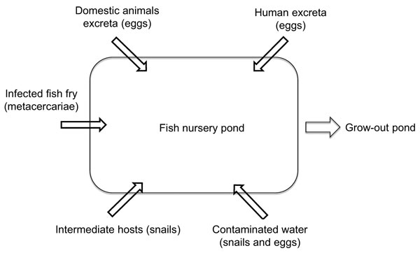 Main risk factors for transmission of fish-borne zoonotic trematodes in fish nurseries, Vietnam. Each risk factor (arrow pointing into pond) is also an intervention point.