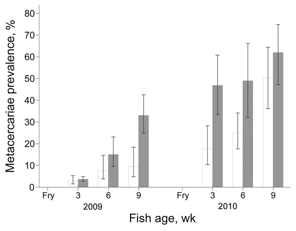 Mean prevalence of fish-borne zoonotic trematode metacercarie in juvenile fish from intervention (white bars) and nonintervention (gray bars) nurseries. Error bars indicate SEM.