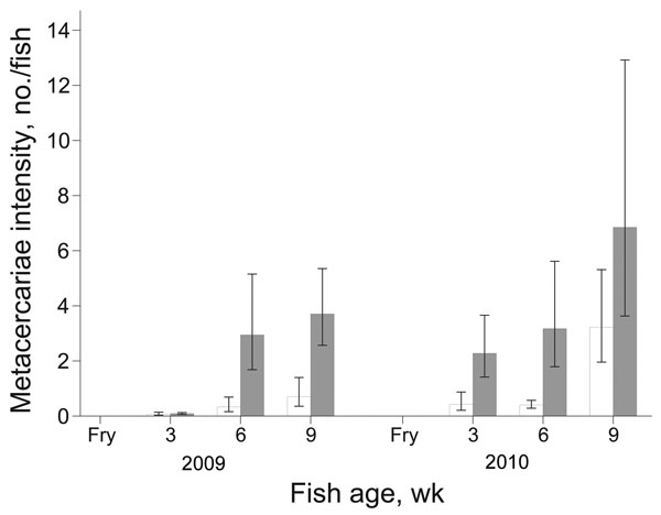 Mean intensity of fish-borne zoonotic trematode metacercariae/fish for juvenile fish from intervention (white bars) and nonintervention (gray bars) nurseries. Error bars indicate SEM.