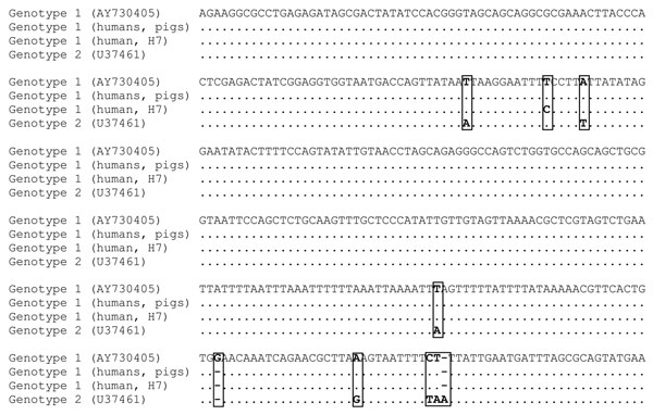 Multiple alignment of the 366-bp fragment of the 18S rRNA gene from Dientamoeba fragilis genotypes 1 and 2, Italy, 2010–2011. Dot indicates identical nucleotides. Dashes indicate insertion or deletion. Nucleotide differences are presented in boxes.