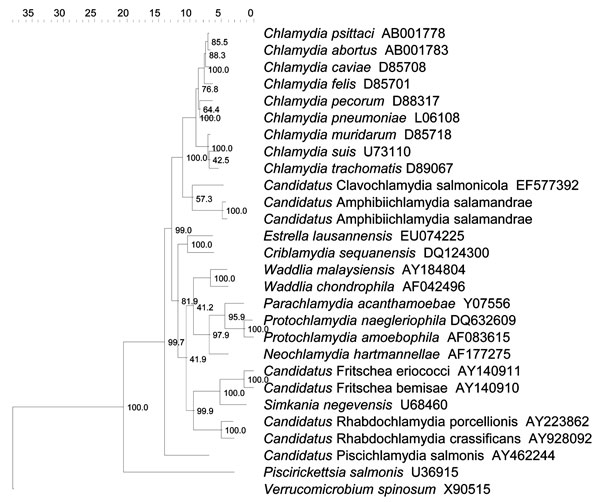 Topology of the novel amphibian Chlamydiaceae (Candidatus Amphibiichlamydia salamandrae) within the phylogenetic tree obtained by neighbor-joining and based on 16S rRNA gene data from representative species. Numbers show the percentage of times each branch was found in 1,000 bootstrap replicates. The tree has been rooted with Verrucomicrobium spinosum as outgroup. Scale bar indicates nucleotide substitutions per site.