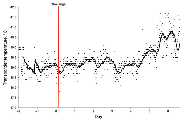 Temperature transponder data for horse 1 during experimental infection with Hendra virus, Australia. Before viral challenge, each mare was fitted with an intrauterine (transcervical) temperature transponder to allow continuous recording of core body temperature. Temperature was measured every 15 minutes in each horse. Solid line represents the moving average based on 20 temperature readings.