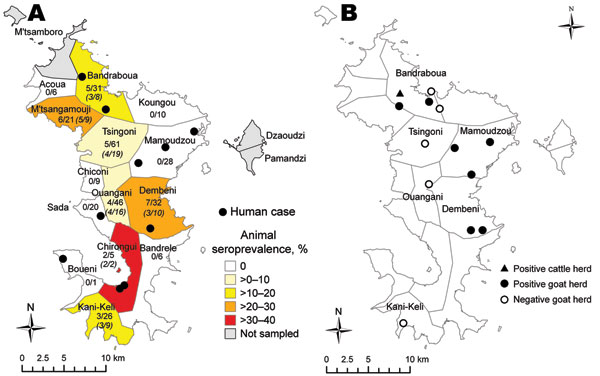 Rift Valley fever in Mayotte, by municipality. A) Human cases and animal and herd seroprevalence. Values under municipality names are seroprevalence by herd (no. infected herds/no. herds) and, in parentheses, by animal in infected municipalities (no. infected/total no.). B) Status of goat herds sampled for longitudinal serologic study, Mayotte, 2008–2009.