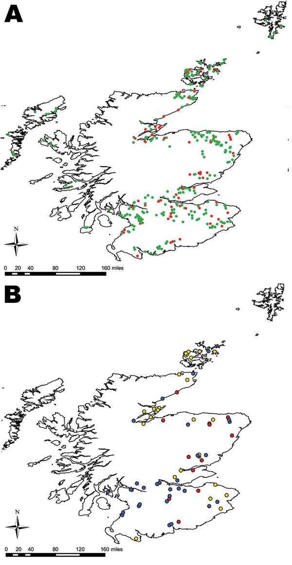 Location of farms sampled in 2002–2004 field survey for Escherichia coli O26, Scotland. A) Farms that were positive for E. coli O26 are shown in red; farms negative for E. coli O26 are shown in green. B) The positive farms were subdivided according to differences in virulent properties of E. coli O26 (farm status) based on the possession of stx. Farms were designated as stx– (blue), stx1+ (yellow), or stx1+stx2+ (red).
