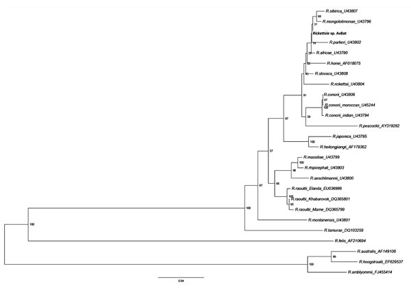 Phylogenetic tree drawn, using the minimum evolution method, from an alignment of the 611-bp ompA gene of Rickettsia sp. AvBat. Bootstrap values are indicated at the nodes. Scale bar indicates the degree of divergence represented by a given length of branch. Boldface indicates the taxonomic position of a new Rickettsia sp.