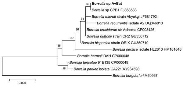 Phylogenetic tree drawn from an alignment of the 1206-bp 16S rRNA gene specific to Borrelia spp. by using the minimum evolution method. Bootstrap values are indicated at the nodes. Scale bar indicate the degree of divergence represented by a given length of branch. Boldface indicates the position of Borrelia sp. AvBat in the phylogenetic tree.