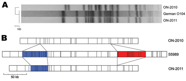 Comparison of Escherichia coli O104:H4 isolates from Ontario. A) The XbaI pulsed-field gel electrophoresis profile of ON-2010 is distinct from those of ON-2011 and the outbreak strain from Germany. B) Optical mapping (NcoI) patterns reveal genomic similarities and differences between ON-2010, ON-2011, and the O104:H4 strain 55989. Blue, heterogeneity in siderophore biosynthesis region; red, strain-specific insertion of TetR-containing prophage.