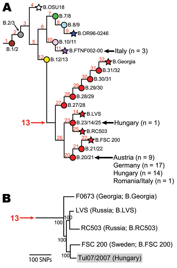 Existing phylogeny of Francisella tularensis subsp. holarctica. A) Single nucleotide polymorphism (SNP)–based phylogeny of F. tularensis subsp. holarctica derived from previous studies (5,6,8). Terminal subgroups representing sequenced strains are shown as stars, and intervening nodes representing collapsed branches are indicated by circles. Subclades within group B.13 are depicted in red. Isolates from Austria, Germany, Hungary, Italy, and Romania (n = 45) were assigned to existing subclades (b