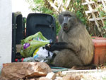 Thumbnail of Baboon raiding a dustbin in the residential suburbs of Cape Town, South Africa.