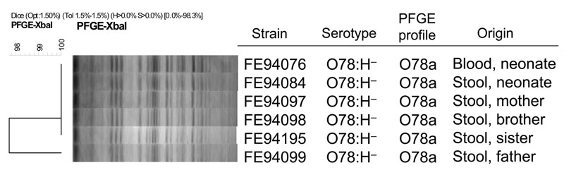 Cluster analysis of XbaI pulsed-field gel electrophoresis (PFGE) patterns of Shiga toxin–producing Escherichia coli O78:H– strains isolated from blood and feces of a neonate and from feces of his asymptomatic family members, Finland, 2009. Scale bar indicates genotypic similarity of the 6 strains.
