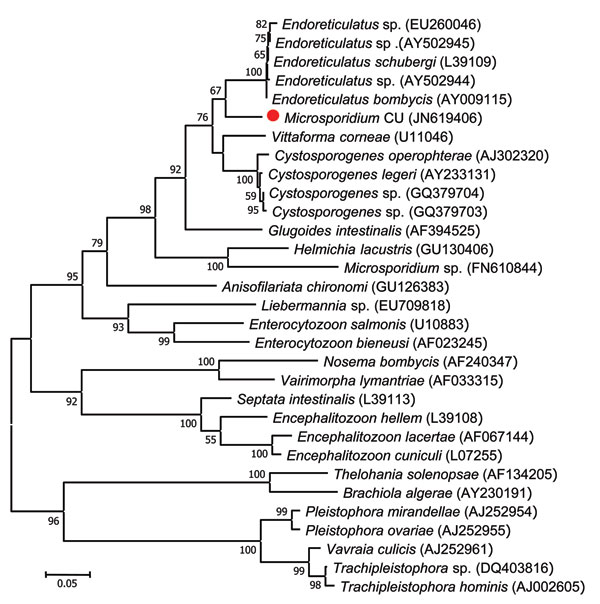 Phylogenetic tree inferred from the small subunit rRNA sequences of microsporidia in this study and those in the GenBank database by using the maximum-likelihood method as implemented in MEGA5.05 software (2). Red circle indicates a novel microsporidium identified in this study (Microsporidium CU) that caused myositis. GenBank accession numbers are listed in parentheses after each species. Bootstrap percentages &gt;50% based on 1,000 replicates are shown on the branches. The tree is drawn to sca