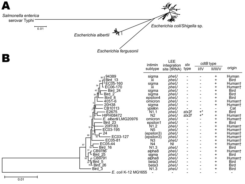 Neighbor-joining tree of 179 eae-positive Escherichia coli and Escherichia albertii strains analyzed by multilocus sequence analysis. The tree was constructed with the concatenated partial nucleotide sequences of 7 housekeeping genes (see Technical Appendix for protocol details). A) The whole image of the 179 strains examined and 10 reference strains (E. coli/Shigella sp., E. fergusonii, and Salmonella enterica serovar Typhi) is shown. B) Enlarged view of the E. albertii lineage and the genetic 