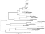 Thumbnail of Maximum-likelihood tree constructed under the HKY codon position substitution model using PhyML (http://code.google.com/p/phyml/) of a 330-bp fragment of small segment RNA of Shuni virus (SHUV) identified in horses in South Africa, with representative sequences of selected other orthobunyaviruses. Scale bar = 0.07 nt substitutions. Estimates were based on bootstrap resampling conducted with 100 replicates. Only values &gt;70 are shown. All SHUV amplicons were sequenced, and the data