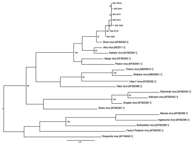 Maximum-likelihood tree constructed under the HKY codon position substitution model using PhyML (http://code.google.com/p/phyml/) of a 330-bp fragment of small segment RNA of Shuni virus (SHUV) identified in horses in South Africa, with representative sequences of selected other orthobunyaviruses. Scale bar = 0.07 nt substitutions. Estimates were based on bootstrap resampling conducted with 100 replicates. Only values &gt;70 are shown. All SHUV amplicons were sequenced, and the data were deposit
